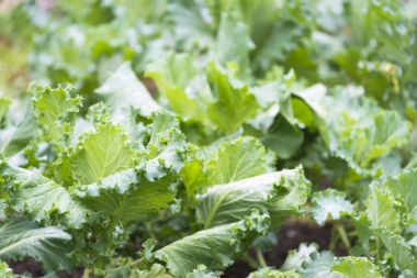 Lahana ve bir meyve bahçesi içinde