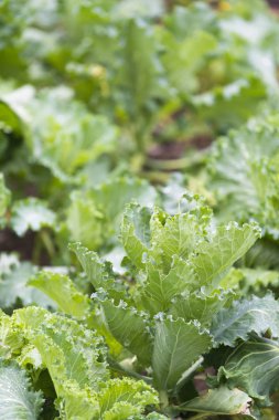 Lahana ve bir meyve bahçesi içinde