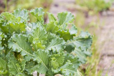 Lahana ve bir meyve bahçesi içinde