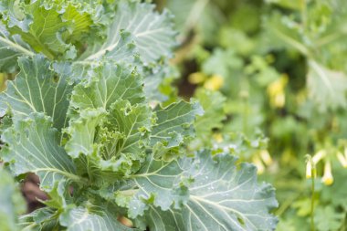 Lahana ve bir meyve bahçesi içinde