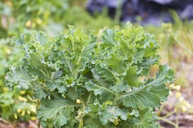 Lahana ve bir meyve bahçesi içinde