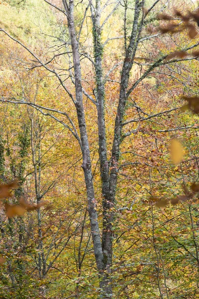 Δάσος το φθινόπωρο — Φωτογραφία Αρχείου