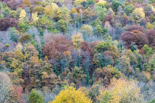 Őszi, Katalóniában (Spanyolország) — Stock Fotó