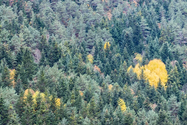 Sonbahar, İspanya (İspanya)