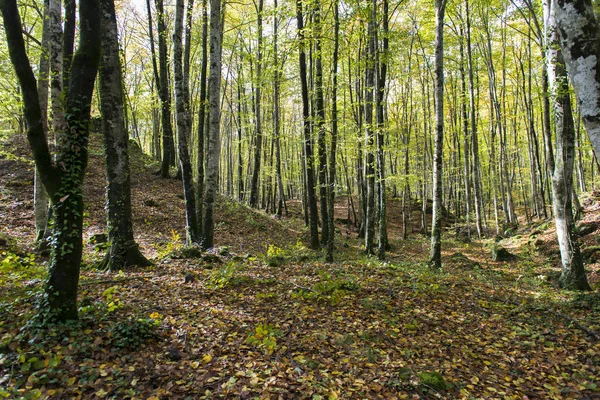 Pathfoot in Garrotxa (Catalonia)