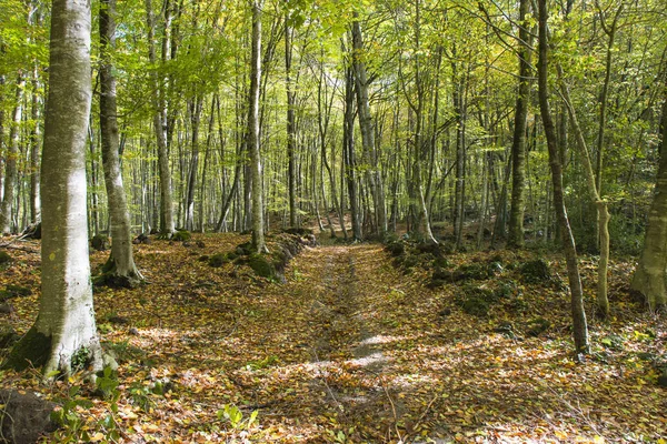 Pé de Pata em Garrotxa (Catalunha ) — Fotografia de Stock