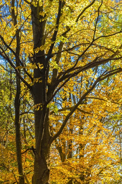 Sonbahar, İspanya (İspanya)