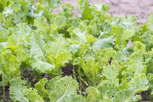 Cabbages in an orchard — Stock Photo, Image