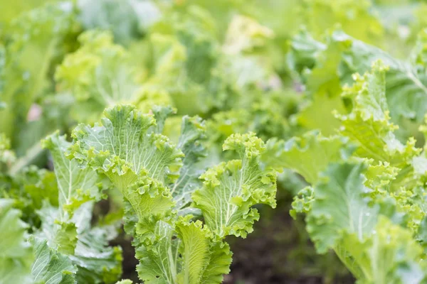 Lahana ve bir meyve bahçesi içinde