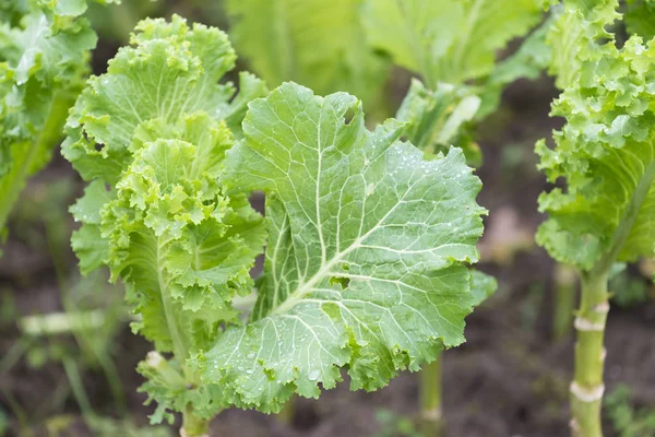 Lahana ve bir meyve bahçesi içinde