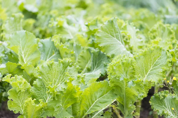 Lahana ve bir meyve bahçesi içinde