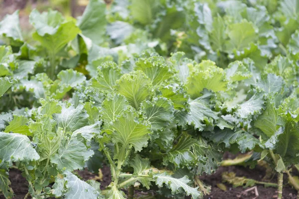 Lahana ve bir meyve bahçesi içinde