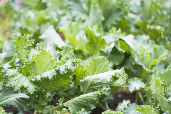 Lahana ve bir meyve bahçesi içinde