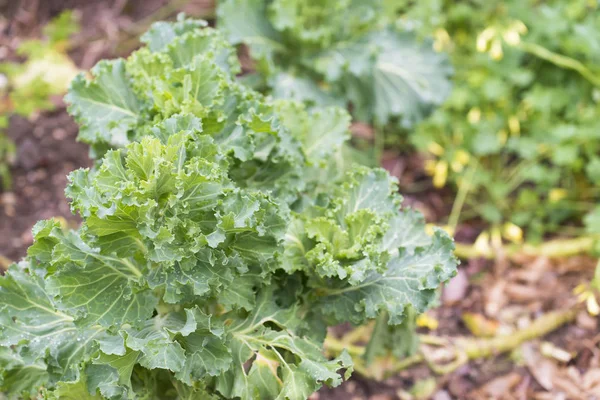 Lahana ve bir meyve bahçesi içinde