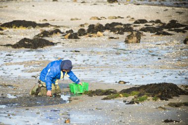 Bir adam kabuklu deniz ürünleri istiridye toplamak