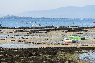 Bir adam kabuklu deniz ürünleri istiridye toplamak