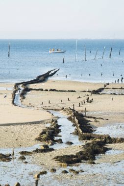 Bir adam kabuklu deniz ürünleri istiridye toplamak