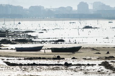 Bir adam kabuklu deniz ürünleri istiridye toplamak