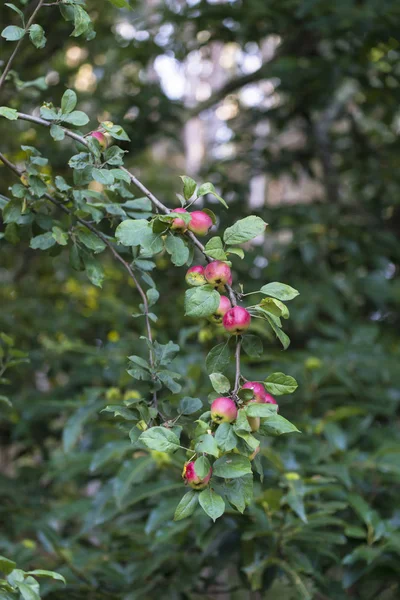 Detalj Ett Äppelträd Som Full Frukt — Stockfoto