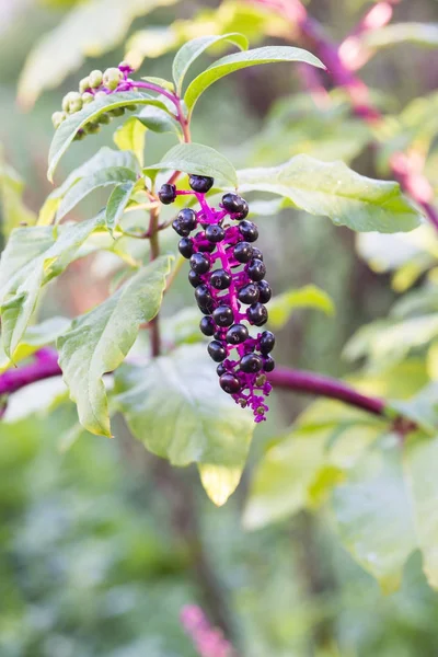 Phytolacca Americana Växt Med Frukt — Stockfoto