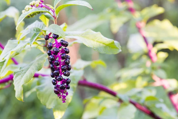 Phytolacca Americana Växt Med Frukt — Stockfoto