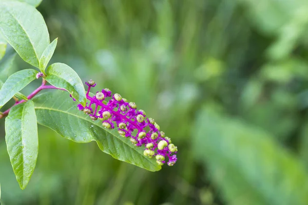 Phytolacca Americana Växt Med Frukt — Stockfoto