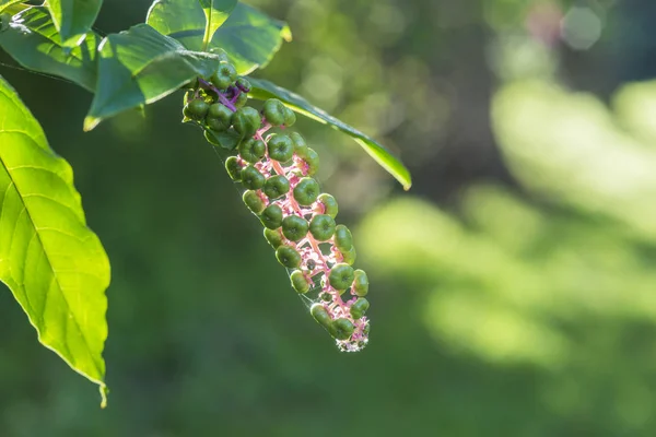 Phytolacca Americana Växt Med Frukt — Stockfoto