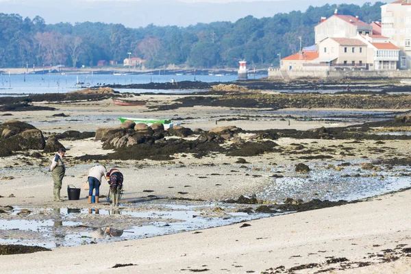 A man shellfish gather clams — Stock Photo, Image