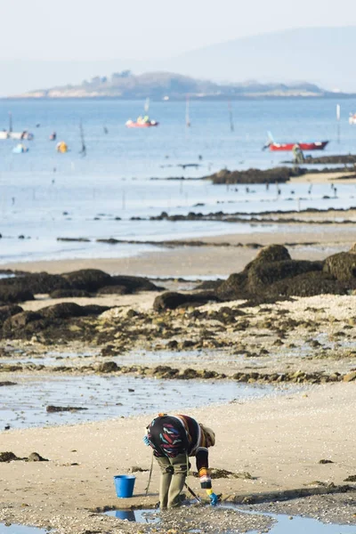 Un uomo mollusco raccoglie vongole — Foto Stock