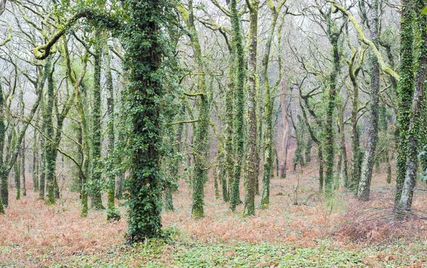 Forest in Galicië (Spanje) — Stockfoto