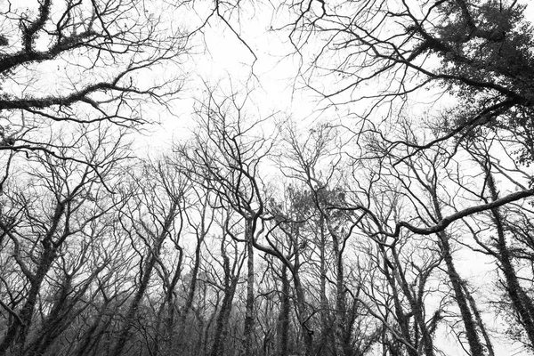 meşe ormanında kış