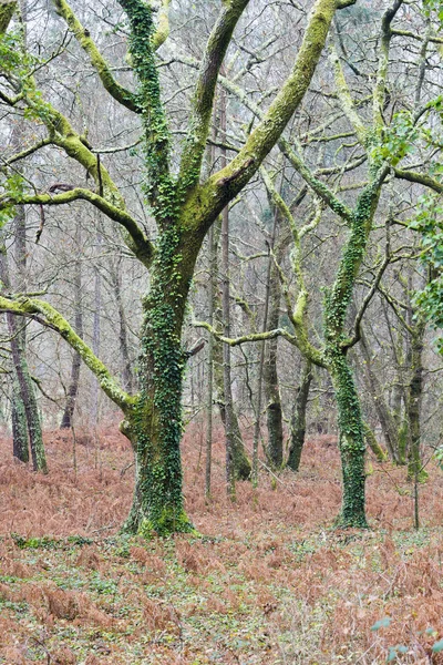 Forêt de chênes en hiver — Photo