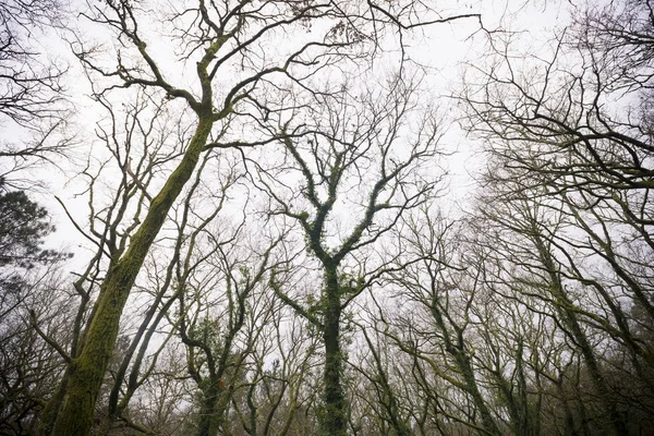 Forêt de chênes en hiver — Photo