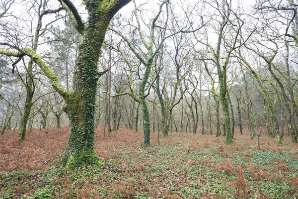 Oak forest in de winter — Stockfoto