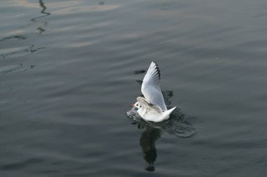 Martı bulunan Galiçya Sahil (İspanya)