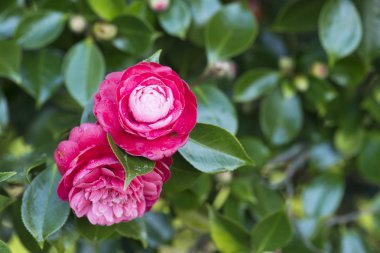 Pontevedra (İspanya ağacında kamelya)