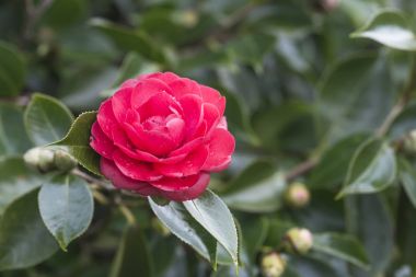 Pontevedra (İspanya ağacında kamelya)