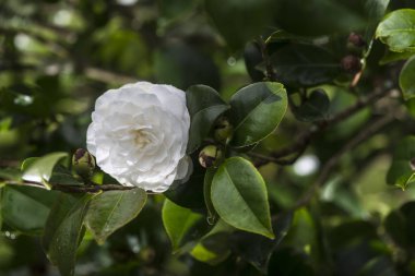 Pontevedra (İspanya ağacında kamelya)