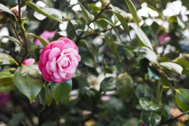 Kamelya ağacında bulunan Galiçya (İspanya)
