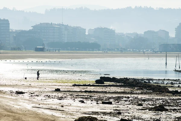 Carril Espagne Décembre 2015 Groupe Mollusques Crustacés Rassemble Des Palourdes — Photo