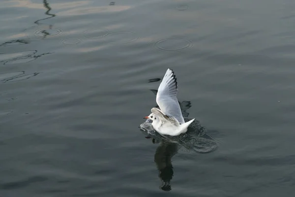 Möwe Der Küste Von Galicien Spanien — Stockfoto