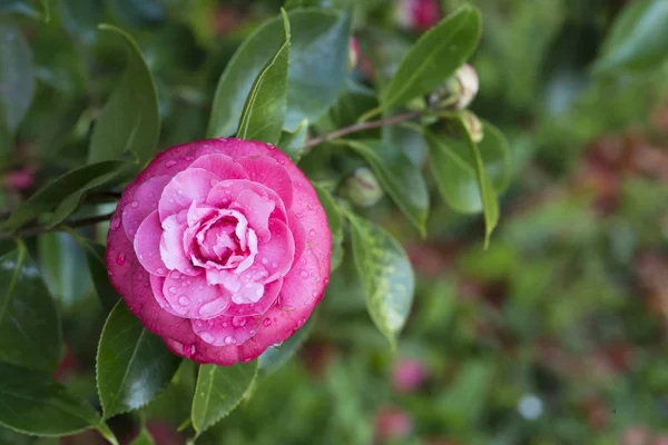 Camellia Tree Pontevedra Spain — Stock Photo, Image