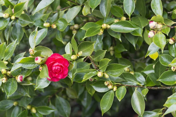 Camellia Träd Pontevedra Spanien — Stockfoto