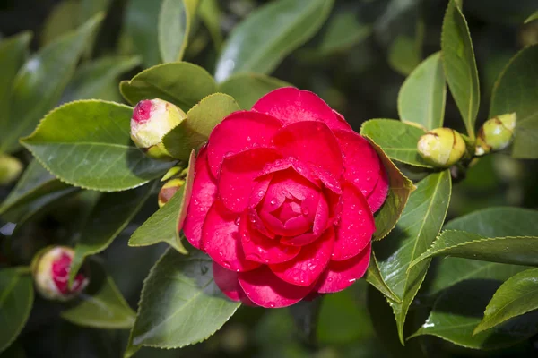 Camellia Strom Pontevedra Španělsko — Stock fotografie