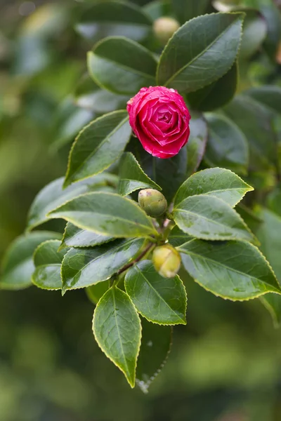 Camellia Strom Pontevedra Španělsko — Stock fotografie