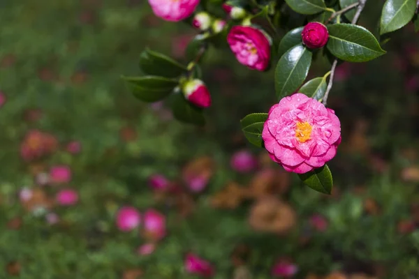 Camellia Tree Pontevedra Spain — Stock Photo, Image