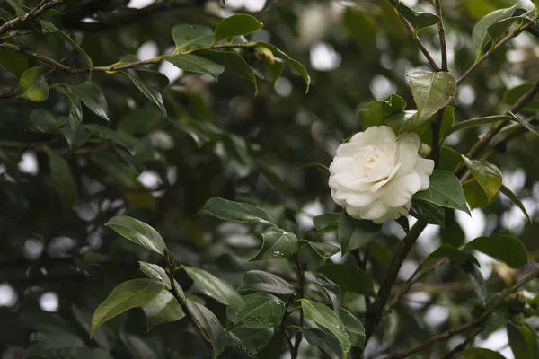 Camellia Strom Pontevedra Španělsko — Stock fotografie