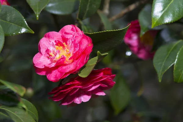 Pontevedra Spanyolország Camellia — Stock Fotó