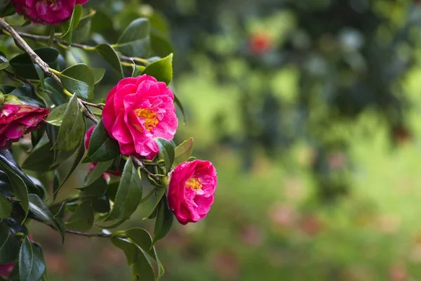 Pontevedra Spanyolország Camellia — Stock Fotó