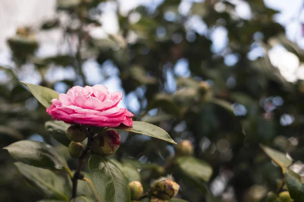 Camellias Tree Galicia Spain — Stock Photo, Image